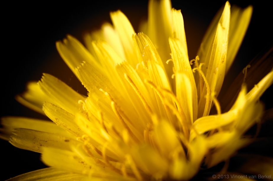 The humble dandelion. Click to enlarge.